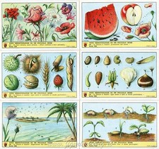 Figurine Lavazza serie n°228 Vita Meravigliosa di Un Piccolo Seme ANNO 1962