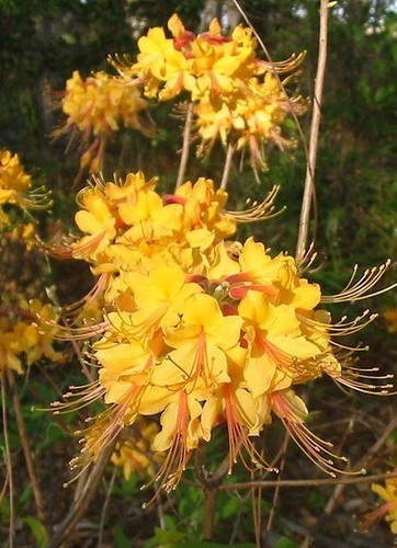 Escatawpa aromi azalea - escatawpa~~aromi,