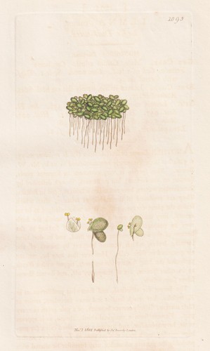Lemna minor lente - , d'acqua