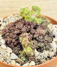 Mammillaria bocasana