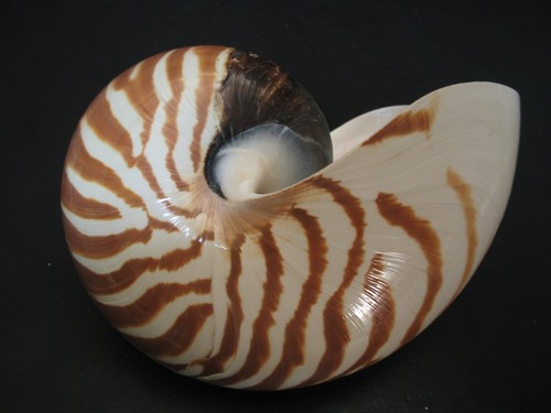 Hard2Get...NAUTILUS