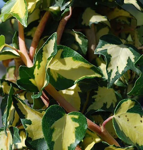 Edera variegata verde - , e