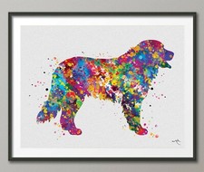 Bernese Mountain Dog
