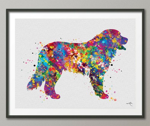 Bernese mountain dog - bernese,
