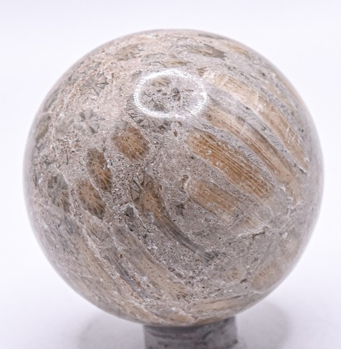 Sfera corallo fossile mm - corallo,