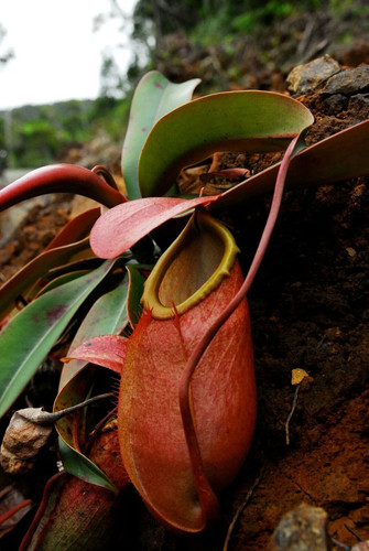 Nepenthes merrilliana 10 - nepenthes,