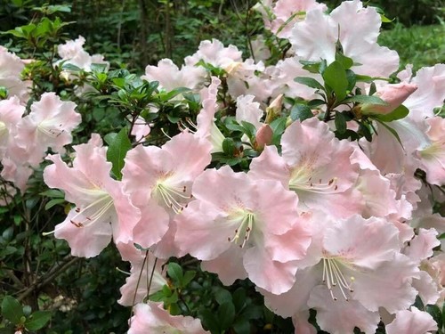Gwenda azalea rhododendron - ~~gwenda~~azalea,