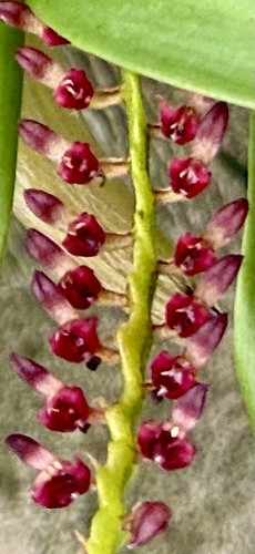 Bulbophyllum species red - bulbophyllum,