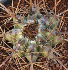Echinocactus ingens STRONG
