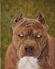 Pitbull cane dipinto ad olio