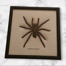 Vero Ragno Imbalsamato