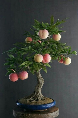 548m bonsai malus - bs,