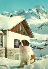 Rifugio Nino Corsi (Bolzano) Cane San Bernardo al Cevedale, Val Martello