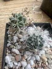 Mammillaria zephyranthoides e