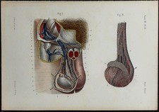 1866 - Testis: Vasi Sanguigni