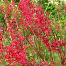 Gancellino viola heuchera - gancellino,