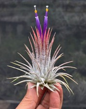 ionantha Zebrina tillandsia