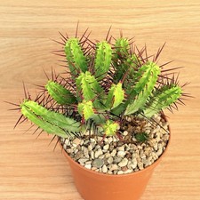 Euphorbia enopla ,  pot 10 cm