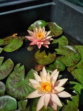 ninfea nana Cynthia Ann  rustica vaso laghetto minipond foglie decorative