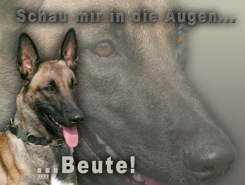 Pastore belga malinois - belga,