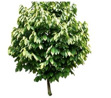 (INDIAN BANANA)Paw Paw Live