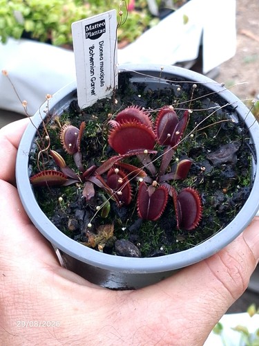 Dionaea muscipula bhoemian - muscipula, 'bhoemian