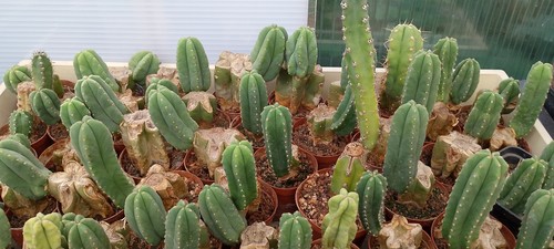 Tricho pezzi echinopsis - tricho, 10