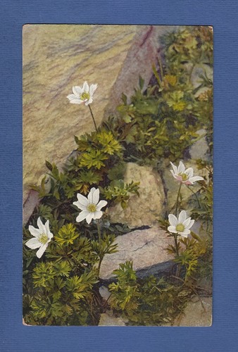 Anemone baldensis non