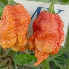 Carolina Reaper Caramelo , 10