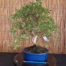 Bonsai di Azalea h 42cm Visita