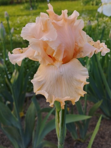 Rizoma iris germanica - iris,