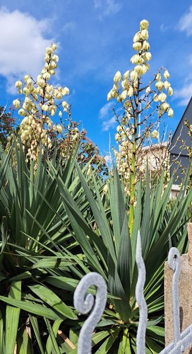 Yucca gloriosa spedita vaso - gloriosa, in