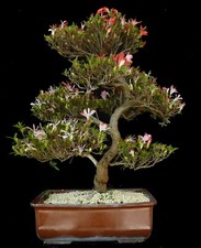 Bonsai azalea giappone - bonsai,