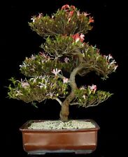 Bonsai - Azalea - Giappone -
