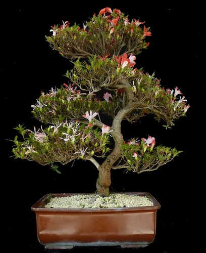 Bonsai azalea giappone - azalea,