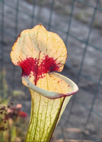 Sarracenia moorei eagle red - sarracenia,