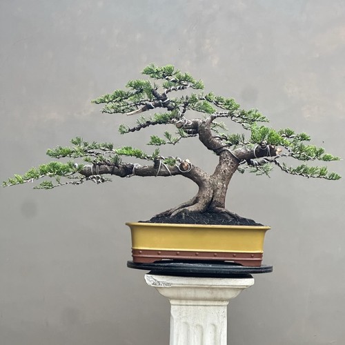 Albero vivo juniperus