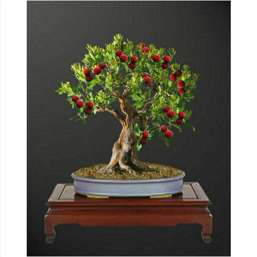 Corbezzolo arbutus unedo - corbezzolo, 10