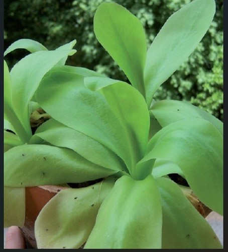 Pinguicula gigantea 2026 fresh