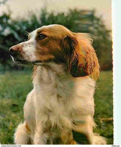 Postcard animals dogs - -,