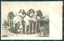 Animali Cane Caccia Cuccioli Bracco ? cartolina cartolina TW1075