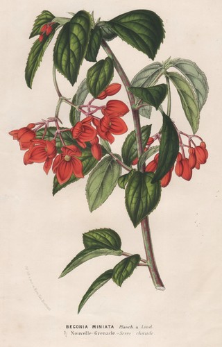 Begonia miniata nuova - begonia,