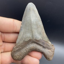 ANGUSTIDENS DENTE DI SQUALO