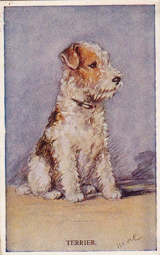 Cartolina foxterrier - cartolina,