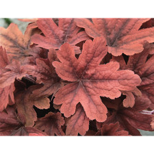 Heuchera / Heucherella "Sweet