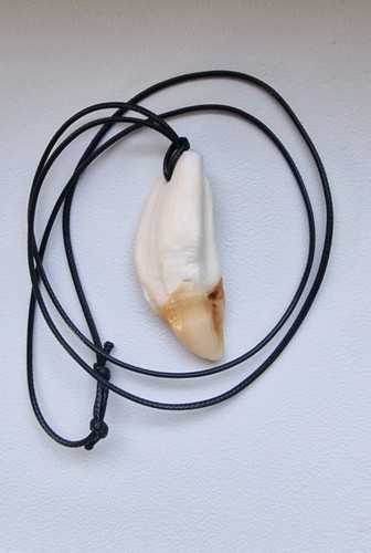 Autentico dente cinghiale - dente,