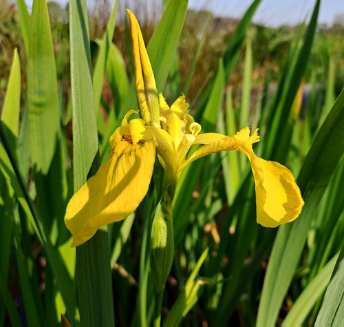 Iris palustre pseudacorus - palustre,