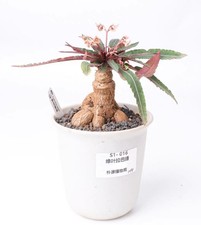 Vaso 12 cm raro Euphorbia