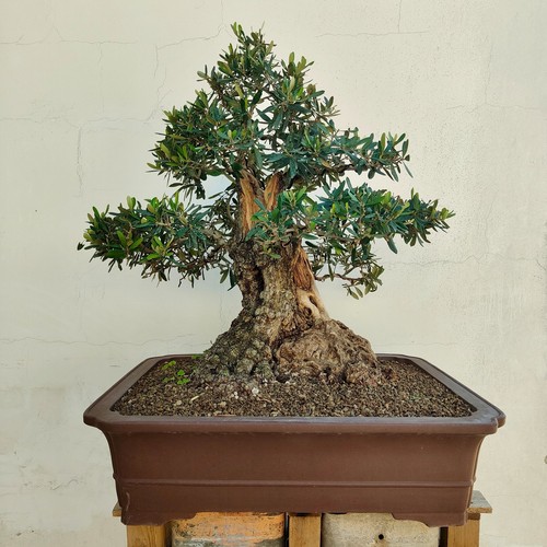 Pre bonsai esemplare ulivo - bonsai,