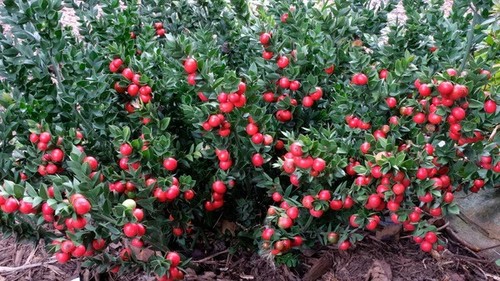 Pianta ruscus aculeatus - pianta,